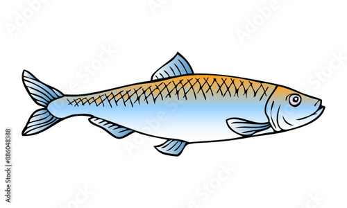 herring fish vector illustration