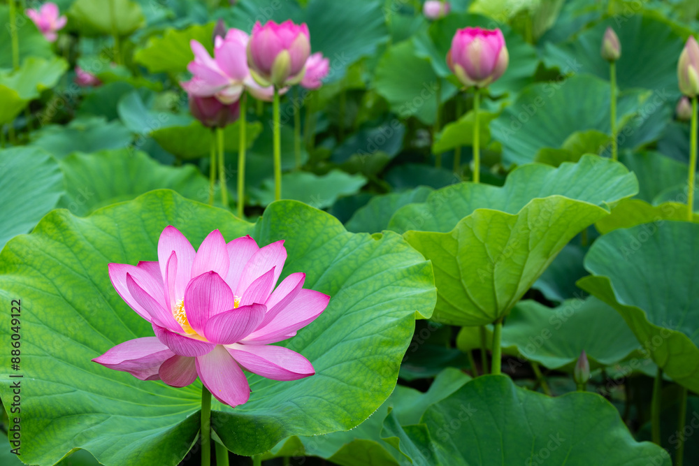 View of the beautiful lotus garden flowers blooming in the pond. View of the beautiful lotus garden flowers blooming in the pond.