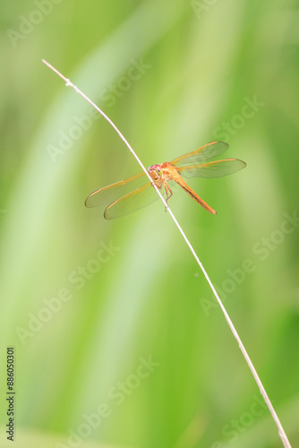 dragonfly close up golden winged skimmer orange 