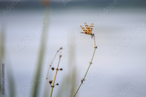 dragonfly on a reed with blurred background