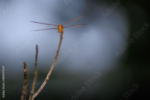 orange skimmer dragonfly on a single branch up close with bokeh background