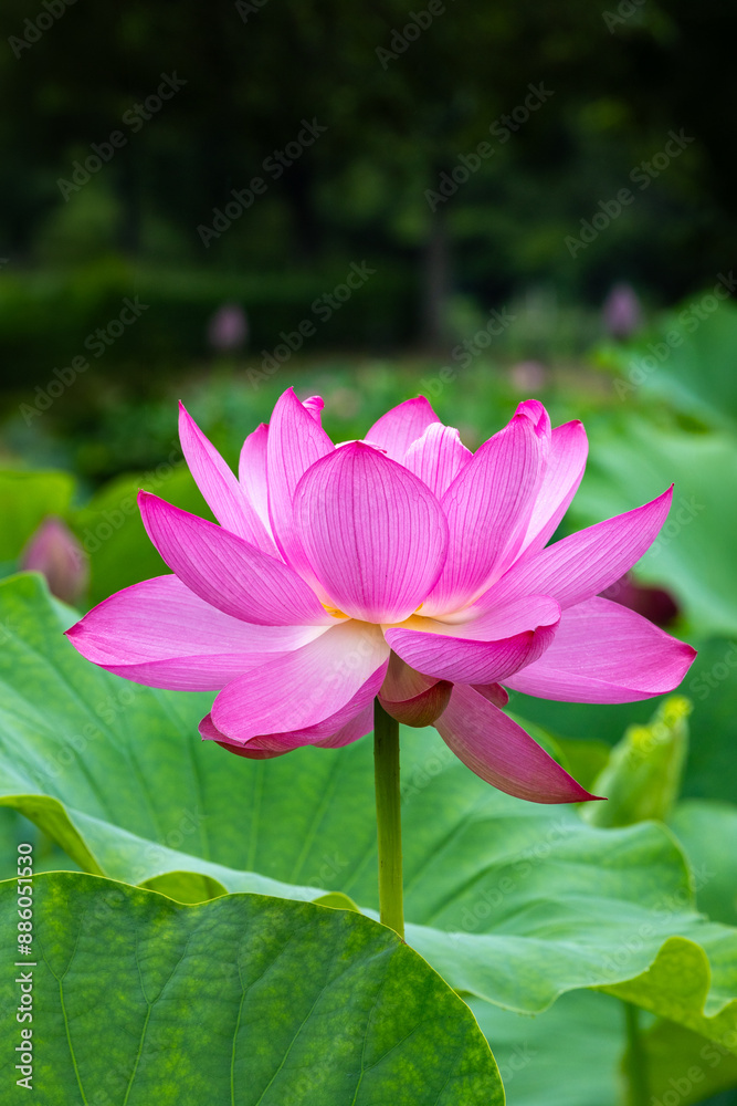 Side view of beautiful lotus flowers blooming in a pond early in the morning. Side view of beautiful lotus flowers blooming in a pond early in the morning.