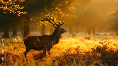 Red Deer in Morning Sun © daniel