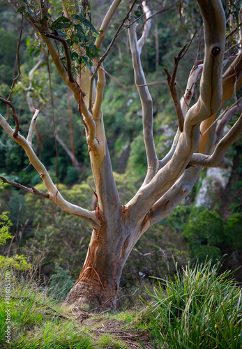 Australian eucalypt