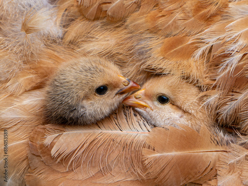 chickens under mother hen wing