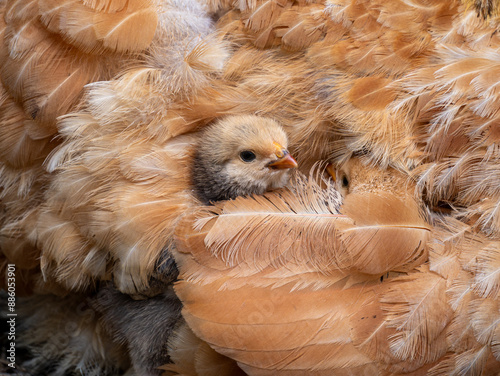 chickens under mother hen wing