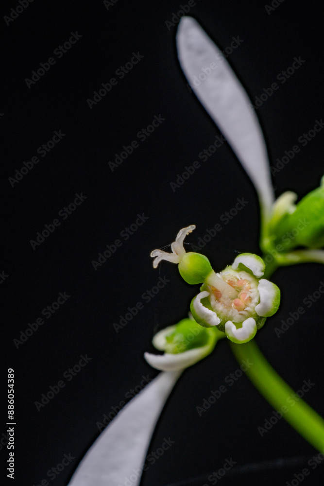 Flower of Euphorbia hybrid 'Diamond Frost'