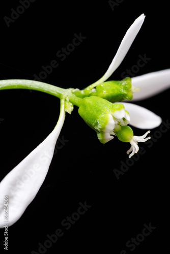 Obraz na płótnie Flower of Euphorbia hybrid 'Diamond Frost' w salonie