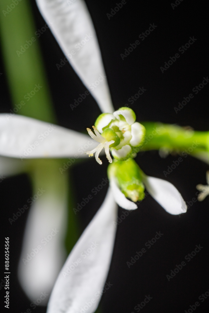 Flower of Euphorbia hybrid 'Diamond Frost'