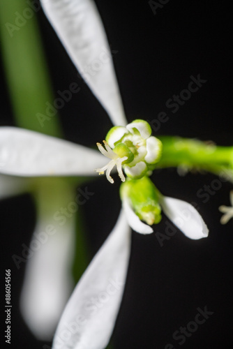 Obraz na płótnie Flower of Euphorbia hybrid 'Diamond Frost' w salonie