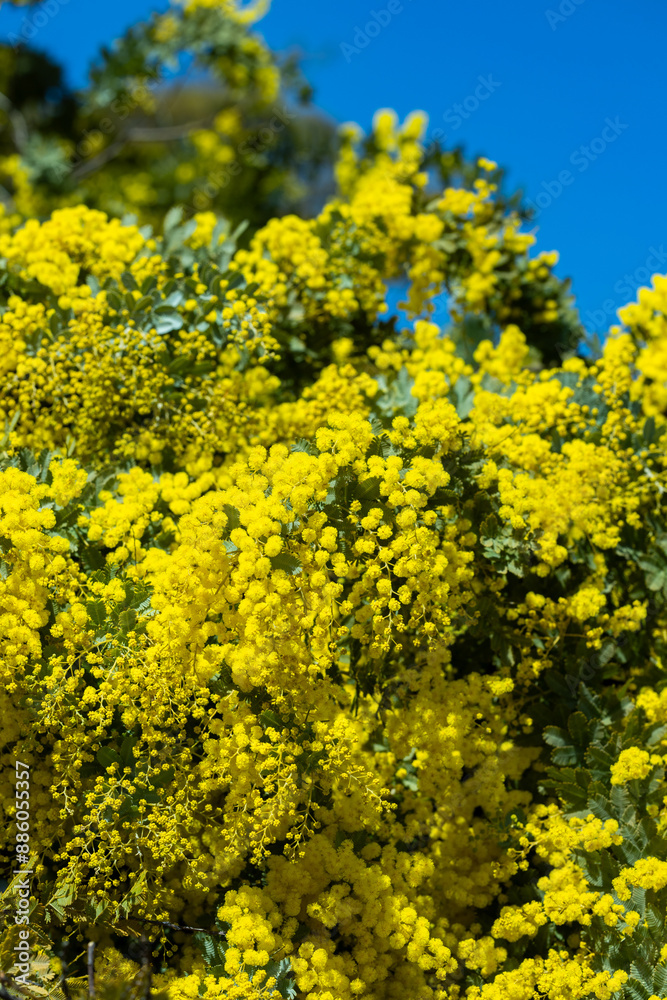 Beautiful blooming mimosa flowers in spring forest park. Beautiful blooming mimosa flowers in spring forest park.