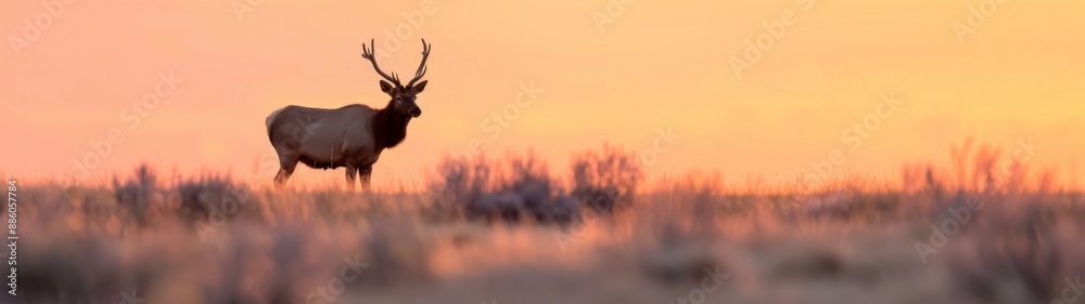 Fototapeta premium Elk Silhouette at Dawn, Maxwell Wildlife Refuge, Kansas