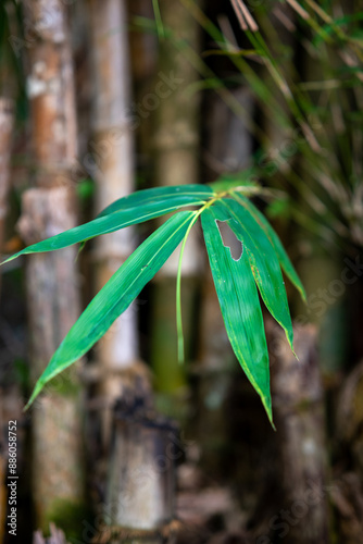 Close up photo of bamboo tree leaves