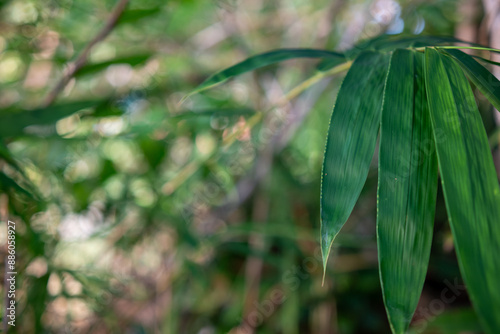 Close up photo of bamboo tree leaves