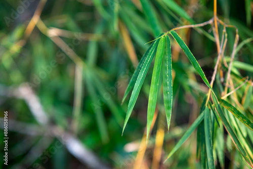 Close up photo of bamboo tree leaves