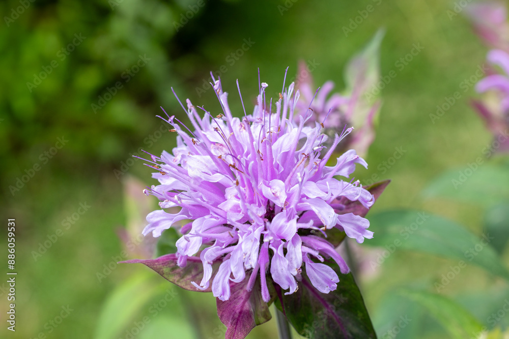 Fragrant pink monarda flowers in the garden. Fragrant pink monarda flowers in the garden.
