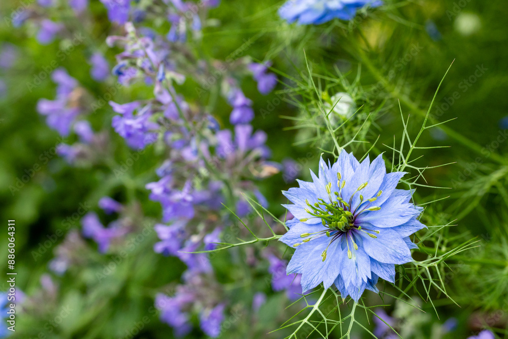 Beautiful nigella flowers and catmint flowers in the garden. Beautiful nigella flowers and catmint flowers in the garden.
