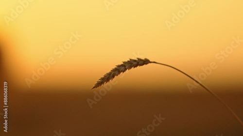 Wheat ear during harvest time at sunset