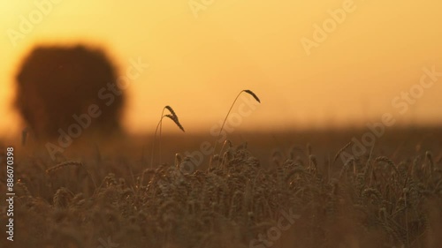 Grain at sunset during harvest time, wheat