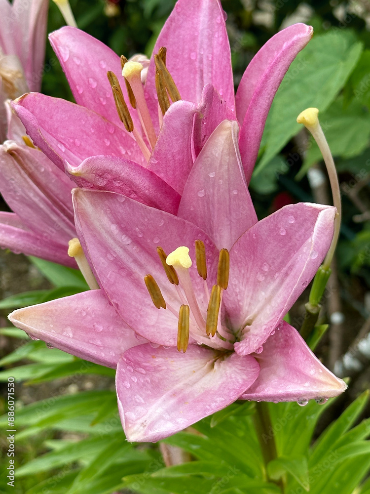 Fototapeta premium Pink lilies with raindrops on petals during rainy season in Japan. Close-up nature photography.