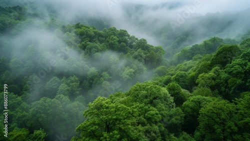 Green forest in the morning with fog in the valley, South Korea © habiburrahaman
