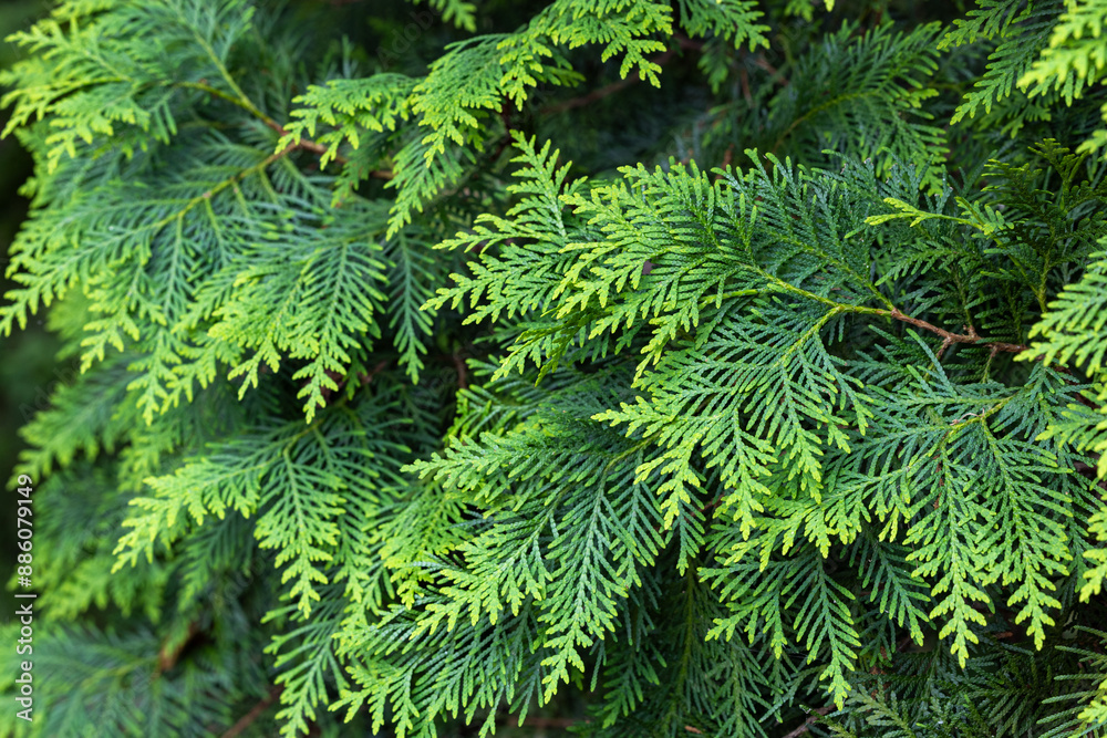 Young leaves of the forest Oriental arborvitae. Young leaves of the forest Oriental arborvitae.