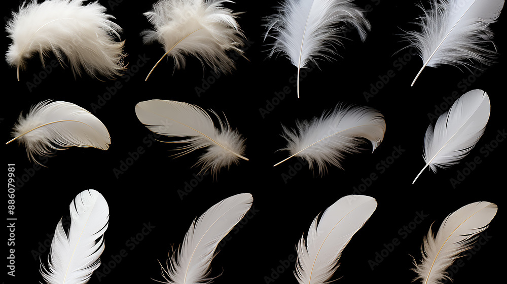 A set of different white fluffy bird feathers on a black background A set of different white fluffy bird feathers on a black background