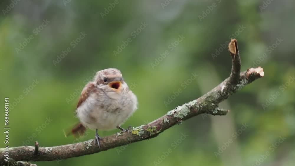 Neuntöter (Lanius collurio) Jungvogel
Neuntöter (Lanius collurio) Jungvogel