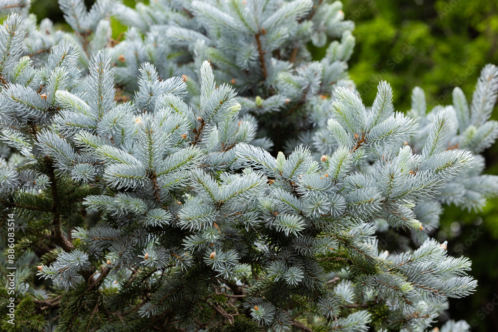 Ταπετσαρία Beautiful new shoots of picea pungens in spring in forest.