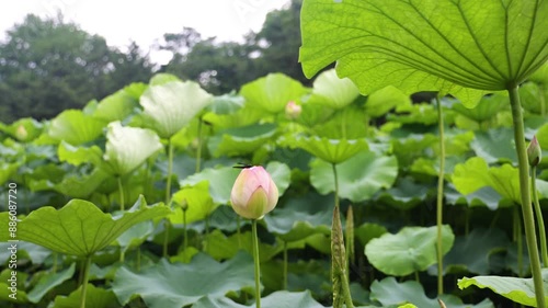 蓮（はす）の花