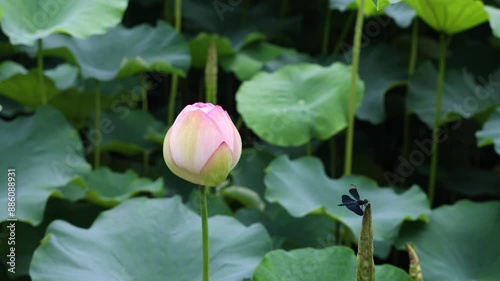 蓮（はす）の花