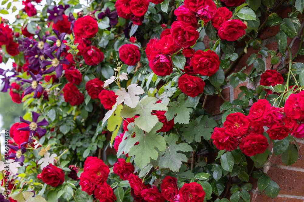 Beautiful red roses blooming along a brick wall. Beautiful red roses blooming along a brick wall.