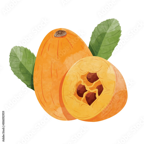 Loquat fruit Design elements. watercolour style vector illustration.