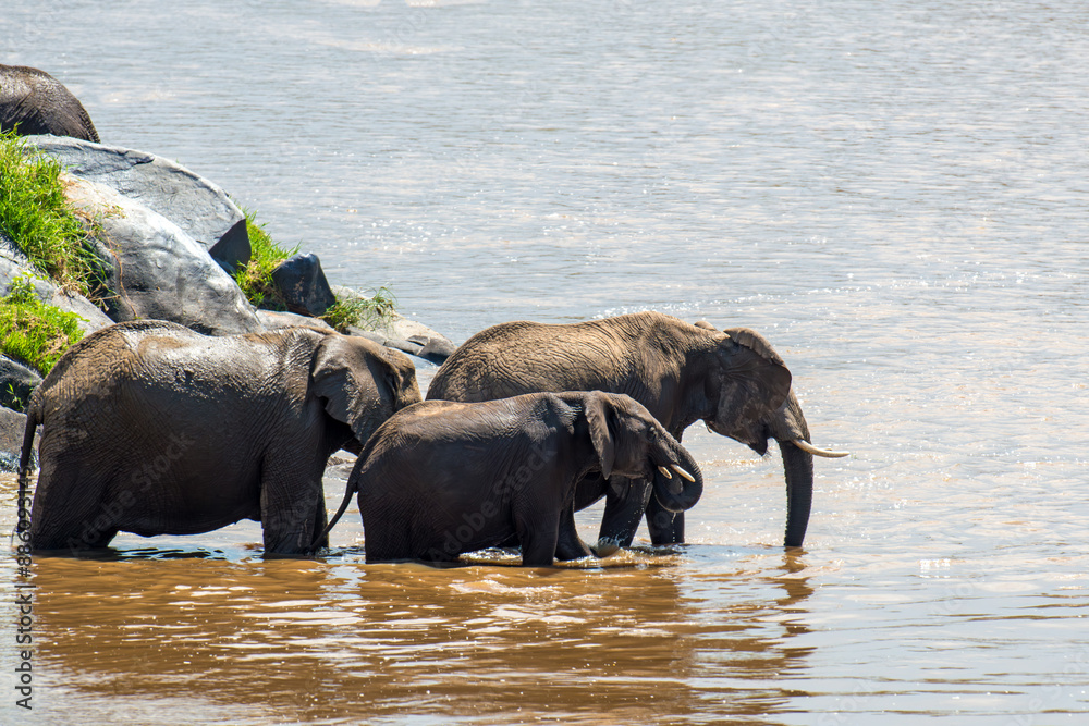 Elephant in water. National park of Kenya, Africa Elephant in water. National park of Kenya, Africa