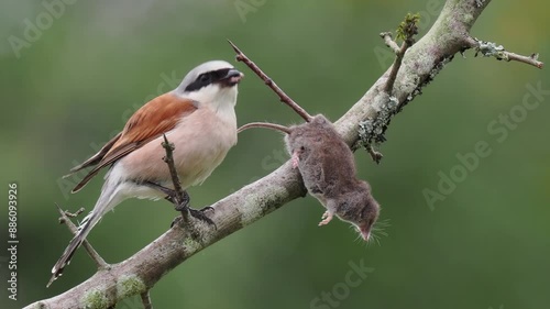 Neuntöter (Lanius collurio)  mit Spitzmaus photo