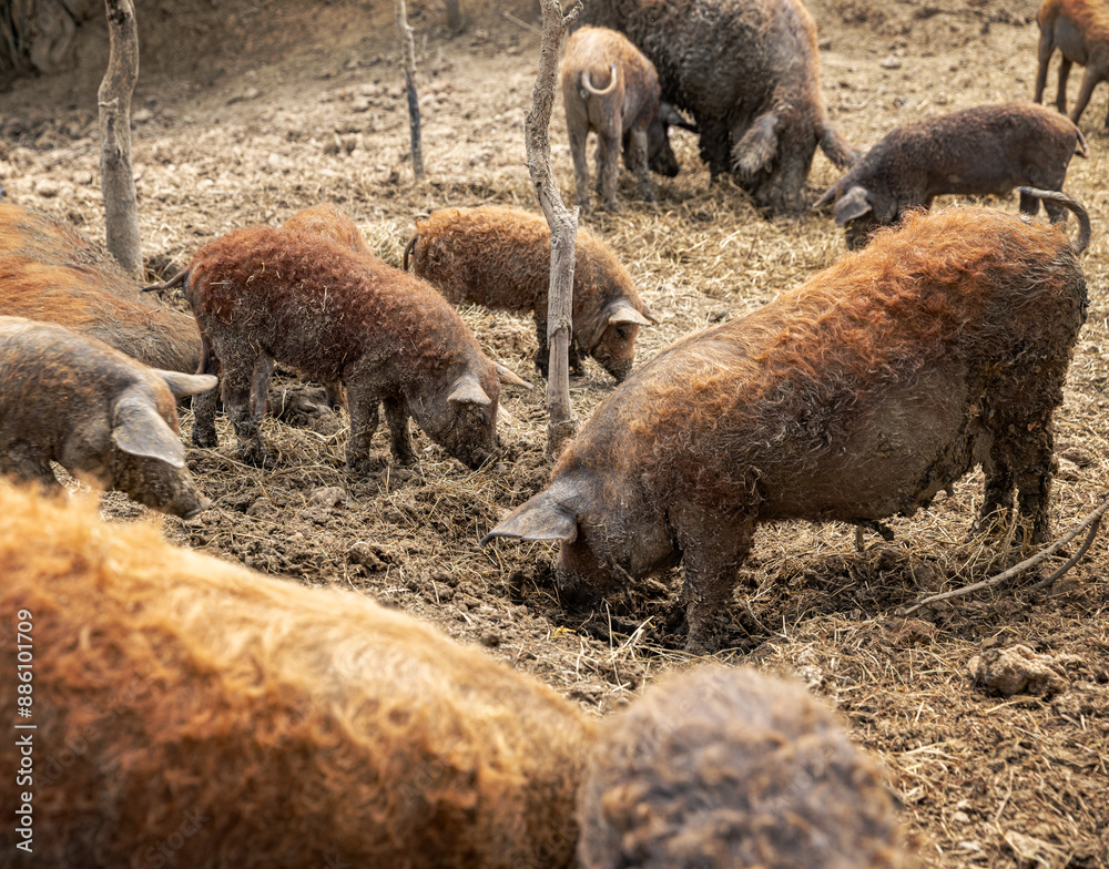 Obraz premium Group of mangalica pigs