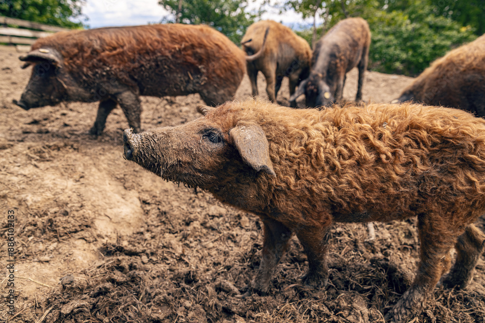 Fototapeta premium Mangalica pig is standing in mud