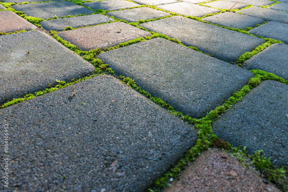Fototapeta premium A perspective view of a concrete slab sidewalk with moss in between. Sunlight is visible in the distance. Close-up. Background. Blank.