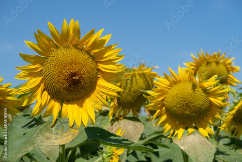 Obraz na płótnie Helianthus annuus Sunflower flower petals color w salonie