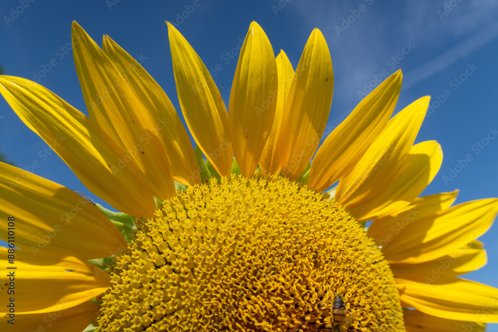 Helianthus annuus Sunflower flower petals color