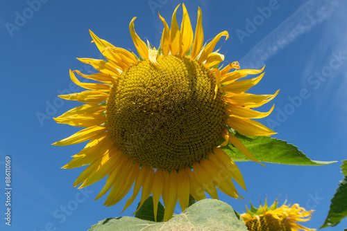 Helianthus annuus Sunflower flower petals color