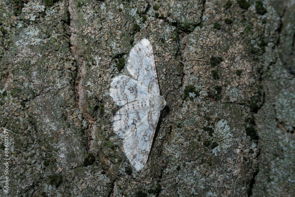 Iridopsis butterfly posed trunk bark vision close up