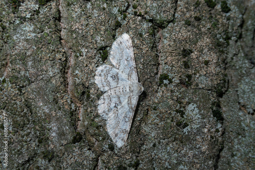 Obraz na płótnie Iridopsis butterfly posed trunk bark vision close up w salonie