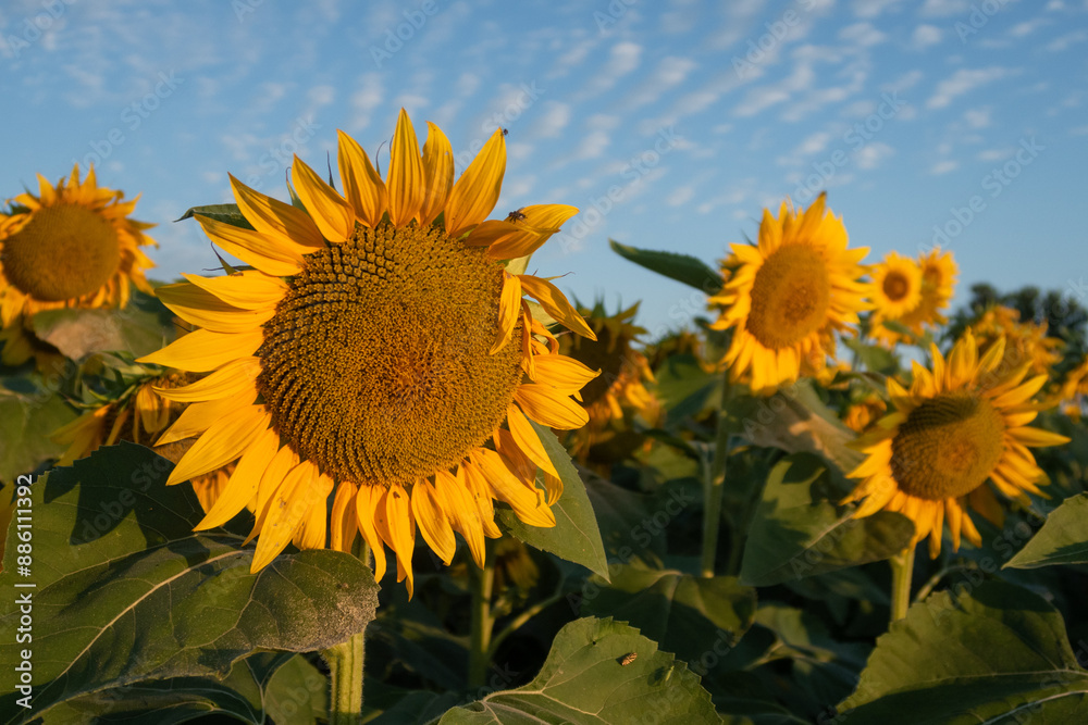 Helianthus annuus Sunflower flower petals color