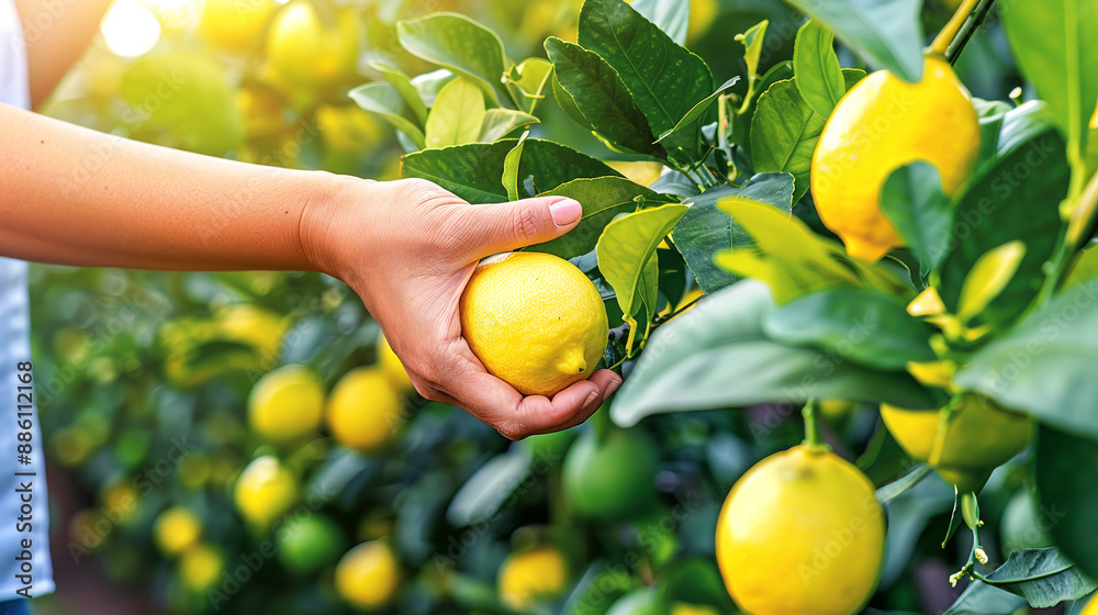 Female farmer's hands harvesting ripe organic yellow lemons in an orchard. Female farmer's hands harvesting ripe organic yellow lemons in an orchard.