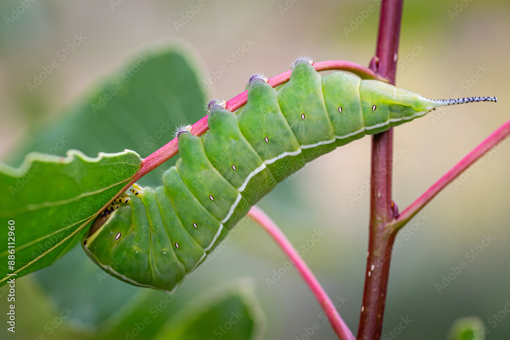 Fototapeta premium Cerura iberica. Poplar Butterfly caterpillar on a branch feeding on a leaf.