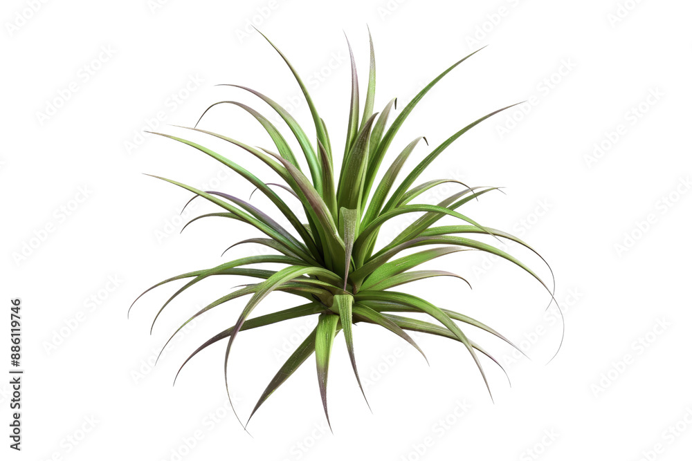 Air plant tillandsia isolated on transparent background Air plant tillandsia isolated on transparent background