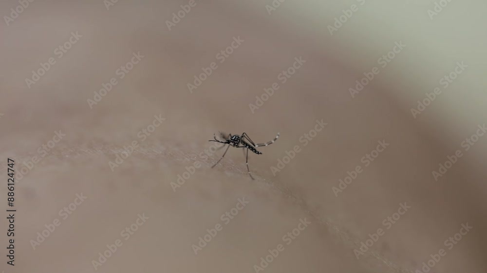 Aedes or tiger mosquito. They are carriers of parasites that cause many serious epidemics include dengue fever, yellow fever, Elephantiasis, Zika fever , chikungunya disease Aedes or tiger mosquito. They are carriers of parasites that cause many serious epidemics include dengue fever, yellow fever, Elephantiasis, Zika fever , chikungunya disease