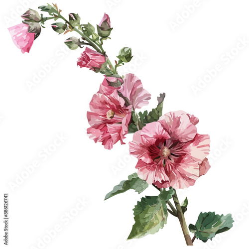 Watercolor clipart of Hollyhock flower, isolated on a white background, Hollyhock flower vector photo