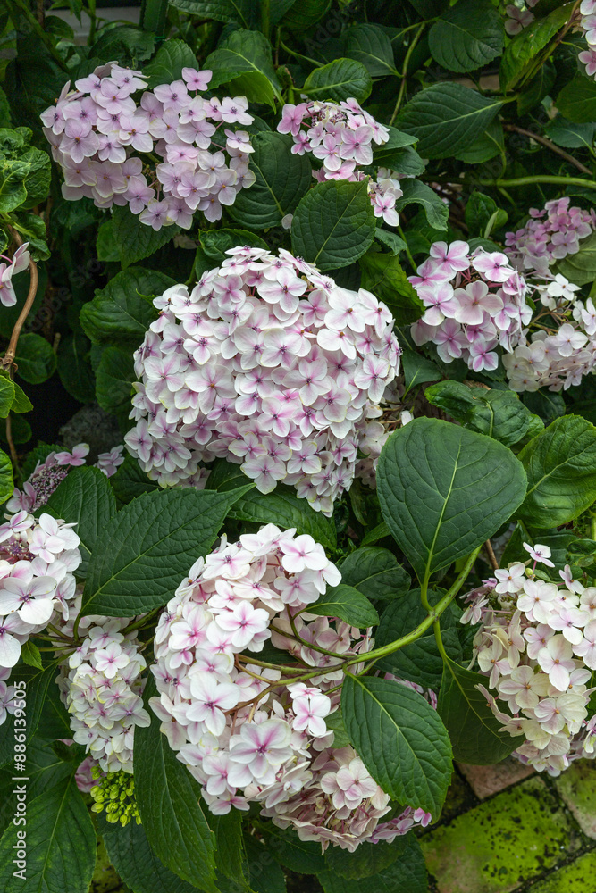 White hydrangea flowers in the garden blooming in early summer. White hydrangea flowers in the garden blooming in early summer.